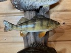 New Real Skin 3 Fish Mount Crappie Sunfish Perch Taxidermy  On Driftwood — photo 5