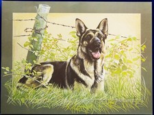 German Shepherd dog Pollyanna Pickering print  pedigree collectable