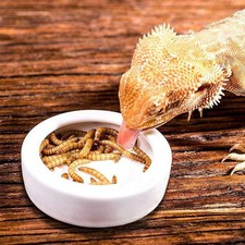 4 Pack 2.7-inch Worm Dish, Reptile Food Bowl, Ceramics, Lizard, Gecko, Feeder