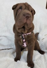 Step in Dog Harness Pink Camo Size Med New with Tags