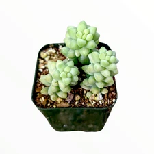 Sedum Burrito Donkey Tail Succulent Plant