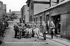 pt0597 - Checking Donkeys , Licensing Day at Blackpool , Lancs - photo 6x4