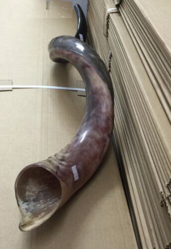 Yemenite Kudu Horn Jewish Shofar Half Polished Natural 40 - 42 Inch XXL + GIFT - Picture 12 of 13