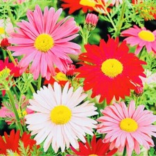 50 x Chrysanthemum  Giant Mixed Perennial Seeds