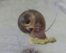 3 Live Brown Rams Horn Snails Freshwater Algae Eater Aquarium  READ DESCRIPTION 