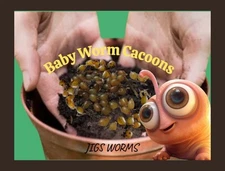 (Jigs) 200 Red Wiggler Cacoons. #1 Composting Mix of Wigglers,Euros, Blue Worms