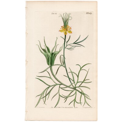 Curtis Botanical Magazine 1833 vintage flower print 43 Oriental Fennel Flower