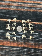 20 REAL American  Bobcat CLAWS TOES BONE MOUNTAIN MAN CRAFT SKULL JEWELRY GOTHIC