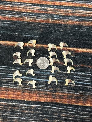 20 REAL American  Bobcat CLAWS TOES BONE MOUNTAIN MAN CRAFT SKULL JEWELRY GOTHIC
