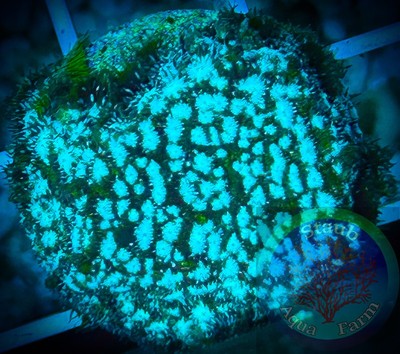 SAF~Leptoseris Coral Frag WYSIWYG , SPS, Lepto, Coral Colony, Lps, Soft
