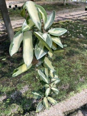 Hoya Acuta Variegata Big Leaves free phytosanitary certificate | eBay
