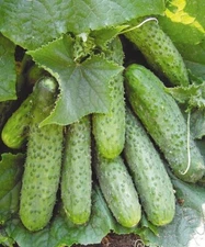 Cucumber seeds,25 encrusted seeds cucumber FRASER F1 parthenocarpic 1103+TRACK №