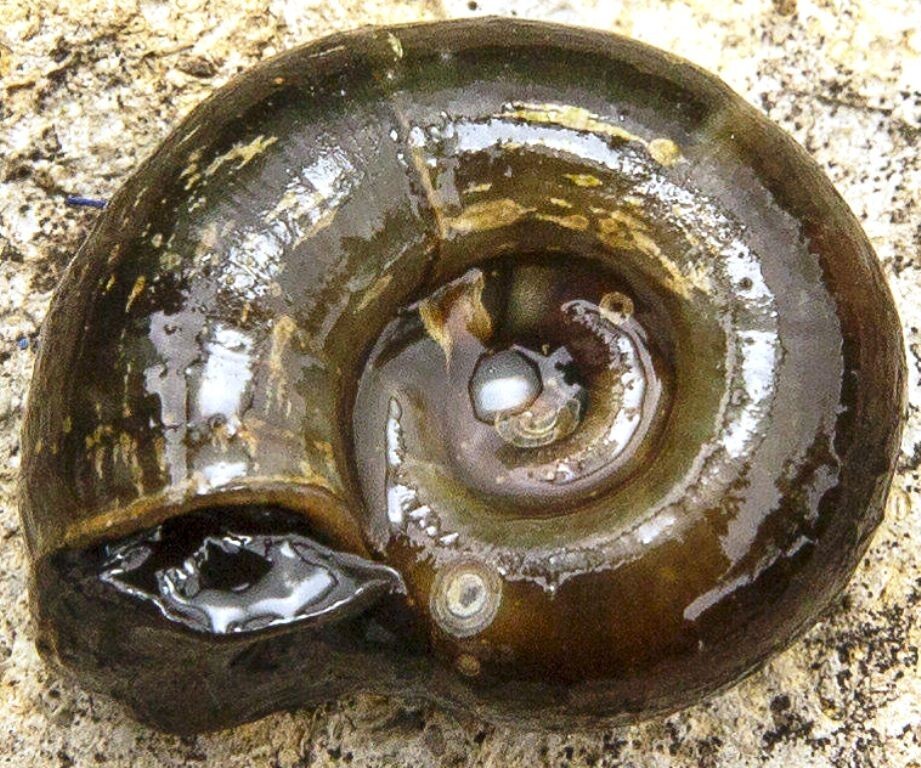 3 BLACK Ramshorn Snails Ponds and Cold Aquariums eBay