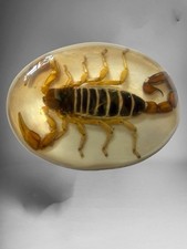 Genuine Scorpion Western Cowboy Style Belt Buckle Hebilla Vaquera Con Alacran