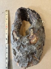 Natural Wood Reptile Hideout Cave for Terrarium, Taxidermy Approx. 8  x 12  