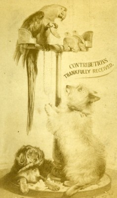 United Kingdom Greeting Card vente en gros Parrot Dog Old CDV Photo 1870