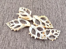 Center Cut Frilled Frog Seashells Bursa Rana (5 shells approx. 1.5-2.5+ inches)