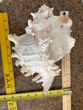 Large Ramose Murex shell, 10 inch long , 5 3/4” tall seashell -now $20.00!