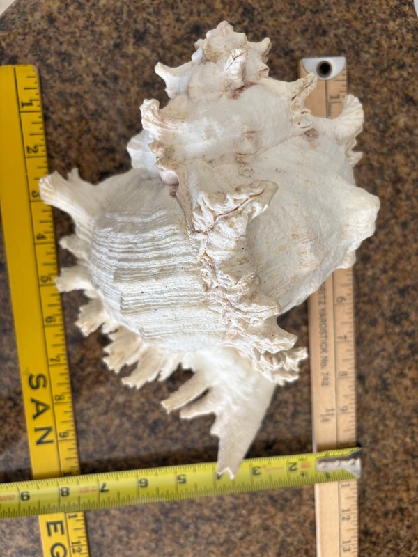 Large Ramose Murex shell, 10 inch long , 5 3/4” tall seashell -now $20.00!