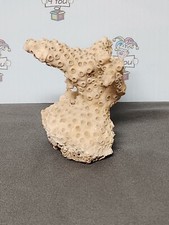 Natural Sea Reef White Coral Reef 3" Decorative  Coral Reef