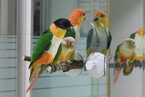 Abnehmbare Fenster-/Duschbarschplattform mit Saugnäpfen für Vogel klein - Bild 1 von 7