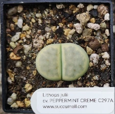 Lithops julii C297A cv. Peppermint Crème , phyto available