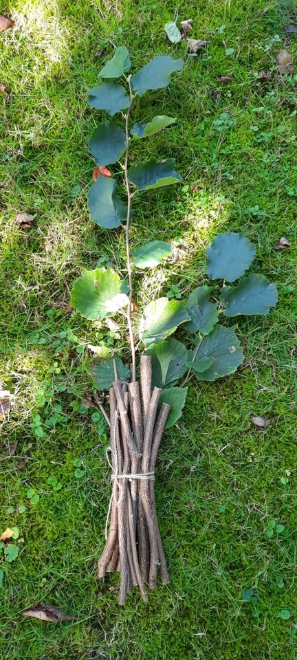 500 g Knabberholz Haselnuss Zweige, Äste Nager,Pferde, Bio Qualität Bastelholz - Bild 3 von 3