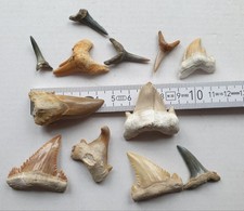 Fantastische große Haizähne - Tertiär - sehr alte Sammlung - Fossilien