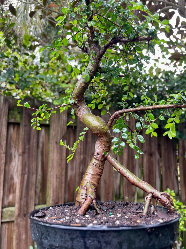 CHINESE ELM  Pre-Bonsai /Bonsai Tree  Cold Hardy / Tiny leaves 7 years old - Image 3 of 4