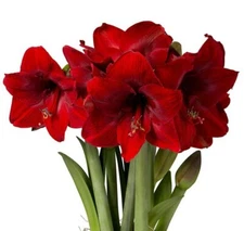 Red Top Choice Amaryllis  Bulb, Pretty Flowers, Please Check our other items