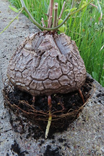 Dioscorea elephantipes Schildkrötenpflanze Durchmesser ca 9 cm 3 1.5. - Bild 6 von 12