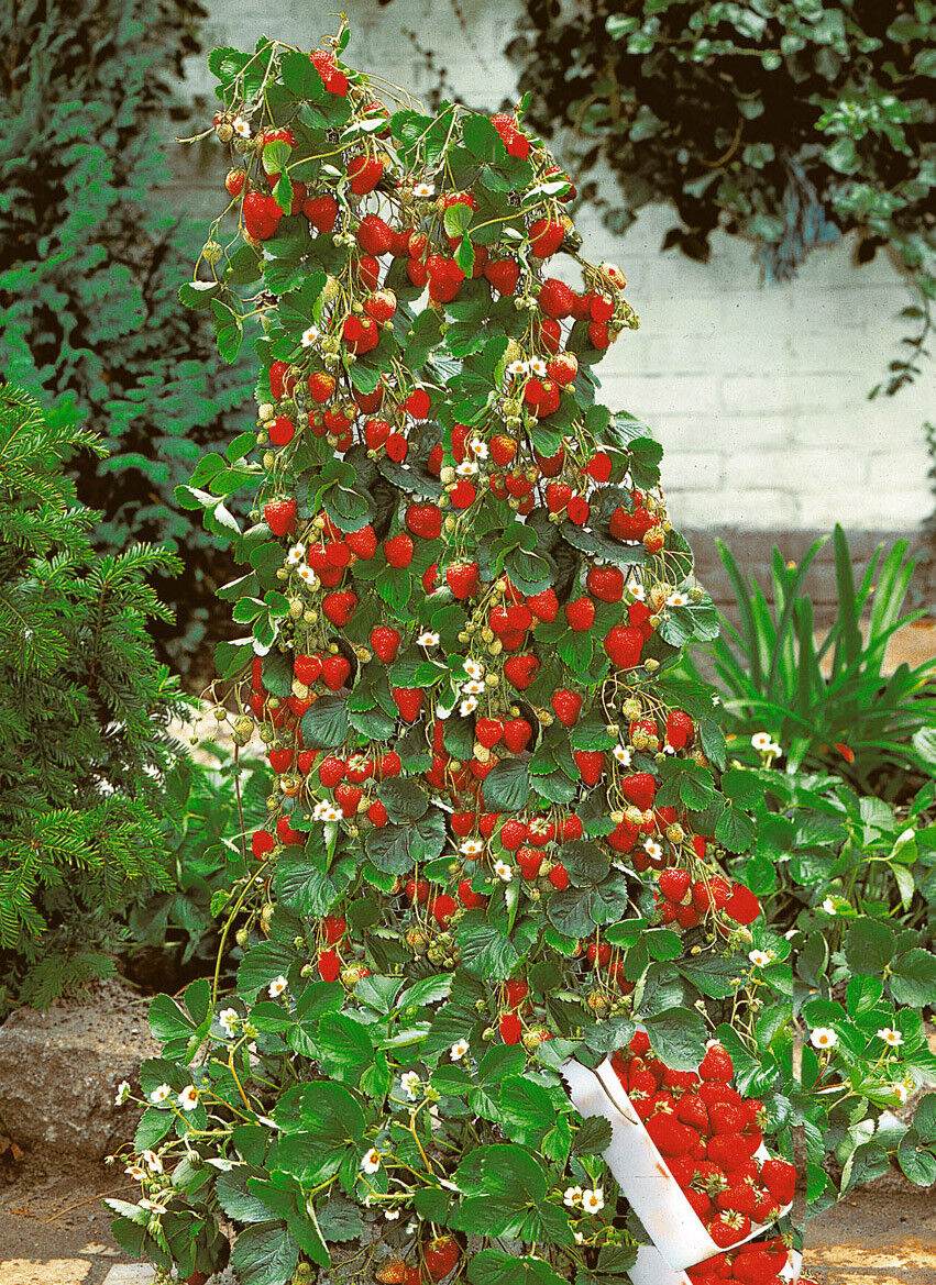 Red Climbing Strawberry Viable Seeds, Garden Pot Creeping Plant,  UK Stock