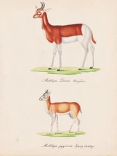 Damagazelle Gazelles Royal Antelope Watercolor Drawing 1840