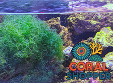 1 Cup Live Aquacultured Chaetomorpha Chaeto for Refugium Saltwater Aquarium