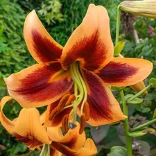 1 - RED MORNING Giant Orienpet Lily Flower Bulb - Perennial Eye Catching Blooms