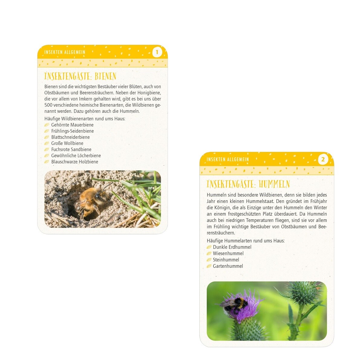Thumbnail - Blatt & Blüte Insektenglück Kartenset Von Moses Neu Ovp
