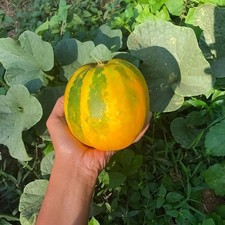 15 Organic COOKING MELON SEEDS, Kekiri Dosakaya Best Cucumber Free Ship