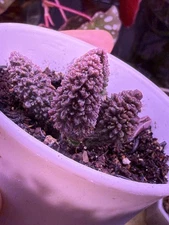 Rare Succulent-Adromischus marianiae 'Herrei' Small Rooted Plant