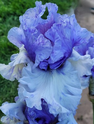 Hohe Iris WINTRY SKY Schwertlilie TB Bart-Iris barbata Rhyzom Pflanze