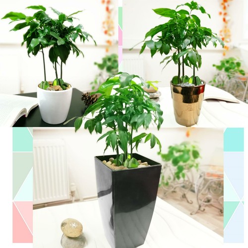 Morton Bay Australian Chestnut House Plant Jack's Beanstalk Indoor Tree