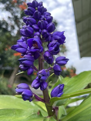 Hawaii Grown Blue Ginger Dichorisandra Thyrsiflora  plant cutting 8 count stock 