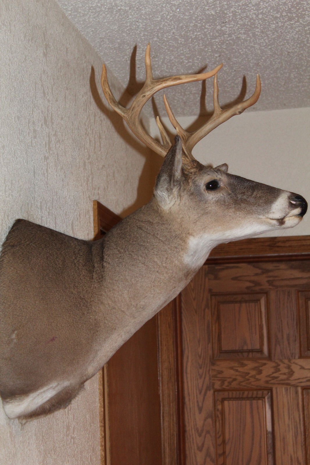 Whitetail Deer Head Shoulder Mount Taxidermy Cape Shed Antler Hunt Mule Rack