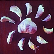 Chesnok Red GARLIC 1 bulb - 16lbs Fresh Organic Heirloom Hardneck Plant or Cook
