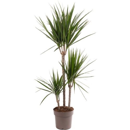 Dragon Tree Large Indoor House Plant Real Evergreen Tall Exotic Big Rare Plants - Picture 23 of 29