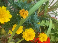 Rooted Yellow Marigold Plants in pot balcony yard or outdoor