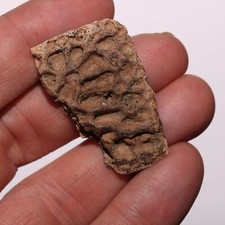 Crocodile Scute Plate - Dinosaur Aged Fossil of Hell Creek Formation Cretaceous