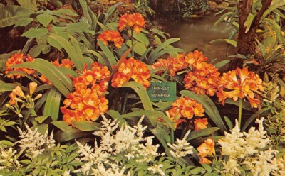Fern Spring Flower Show Phipps Conservatory Schenley Park Pittsburgh Pa