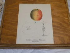 1858 Antique COLOR Print///SPRINKLED ROLLING APPLE