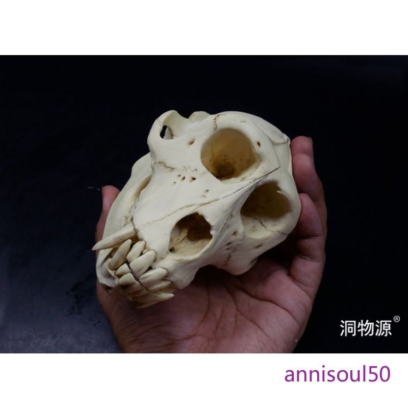 Short-tailed Monkey Simulated Skull Specimen Model Figurine Statue