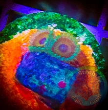 SAF~ “WYSIWYG” Eagle Eye Zoanthid Coral Frag, Palythoa, Paly, Zoa